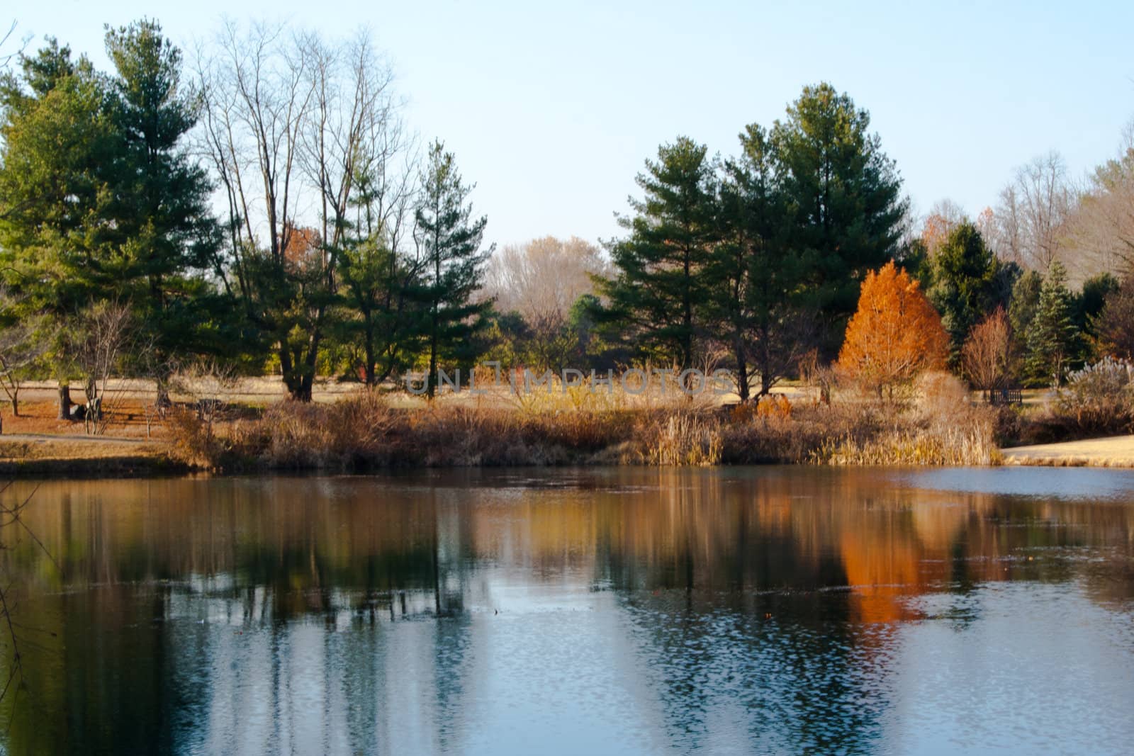 Fall foliage landscape with trees and reflection in a pond.