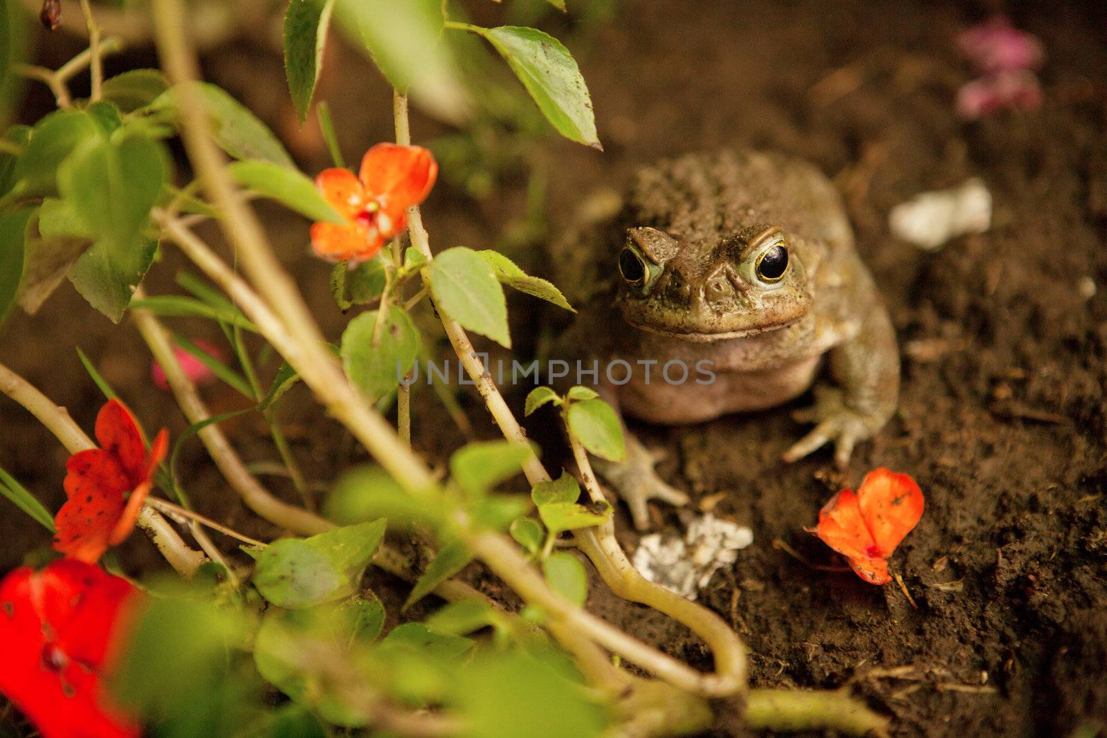 big toad and red flowers