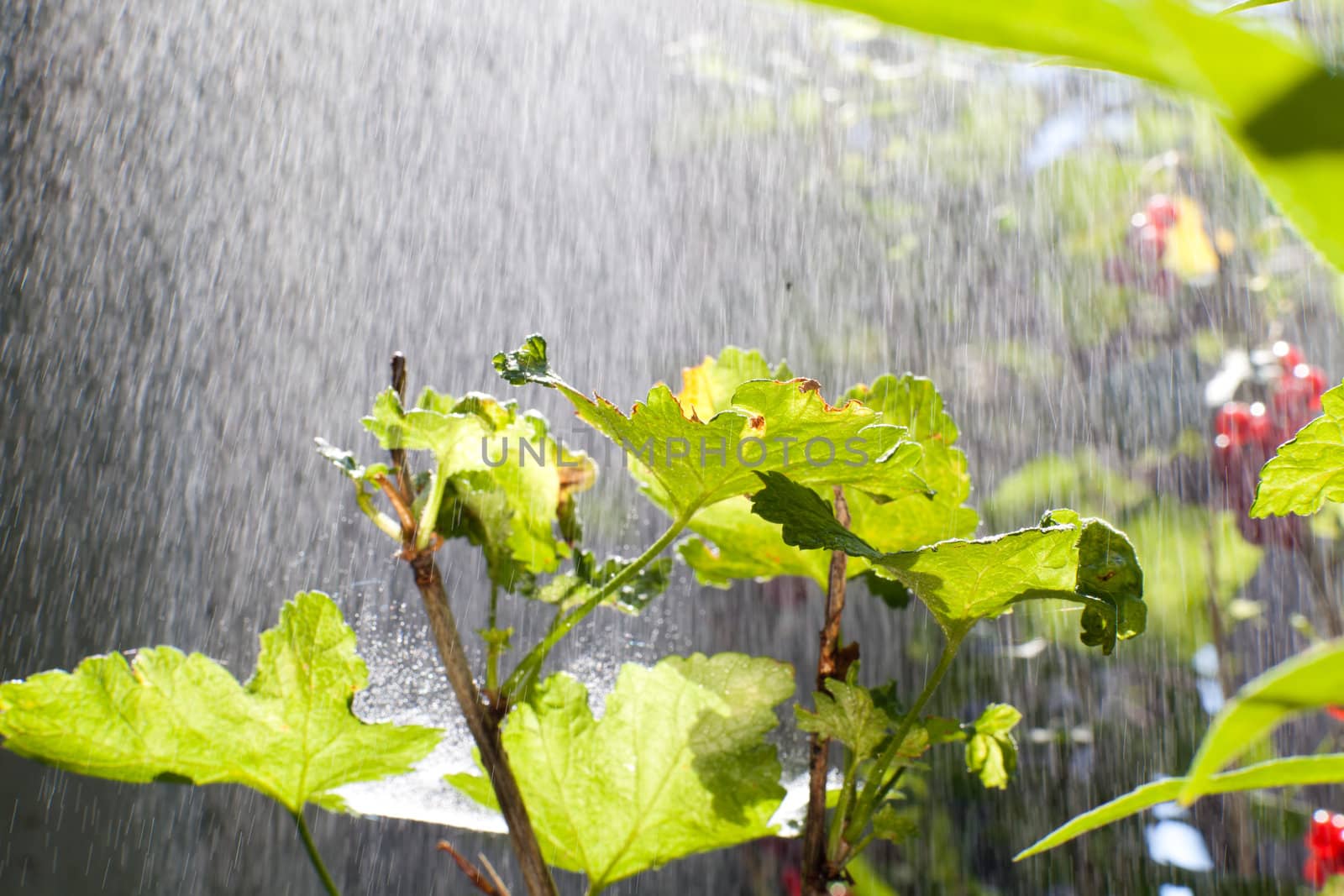 rain over the bush by vsurkov