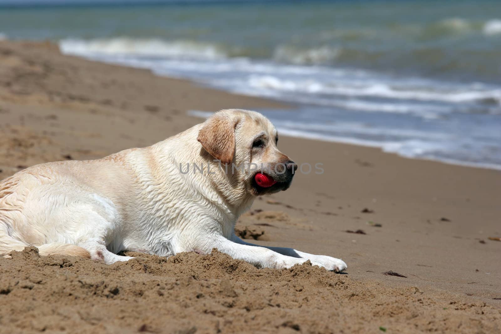 A yellow labrador in the beach of Black Sea with a red toy