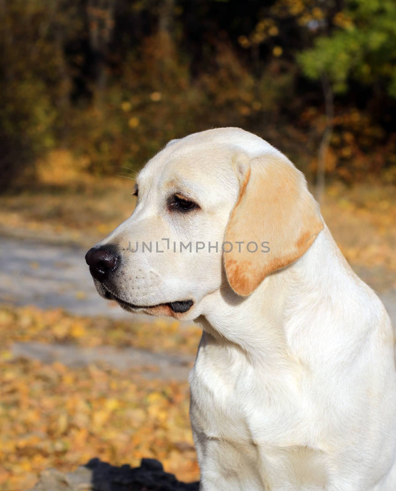 yellow labrador puppy sitting in autumn park 