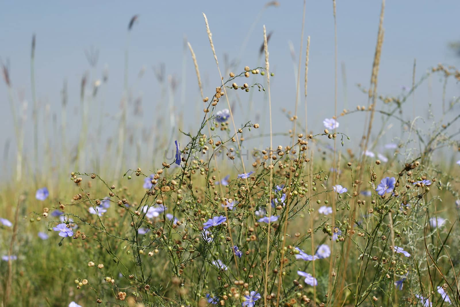 blue flower field under a blue sky. The south Ukrainian steppe