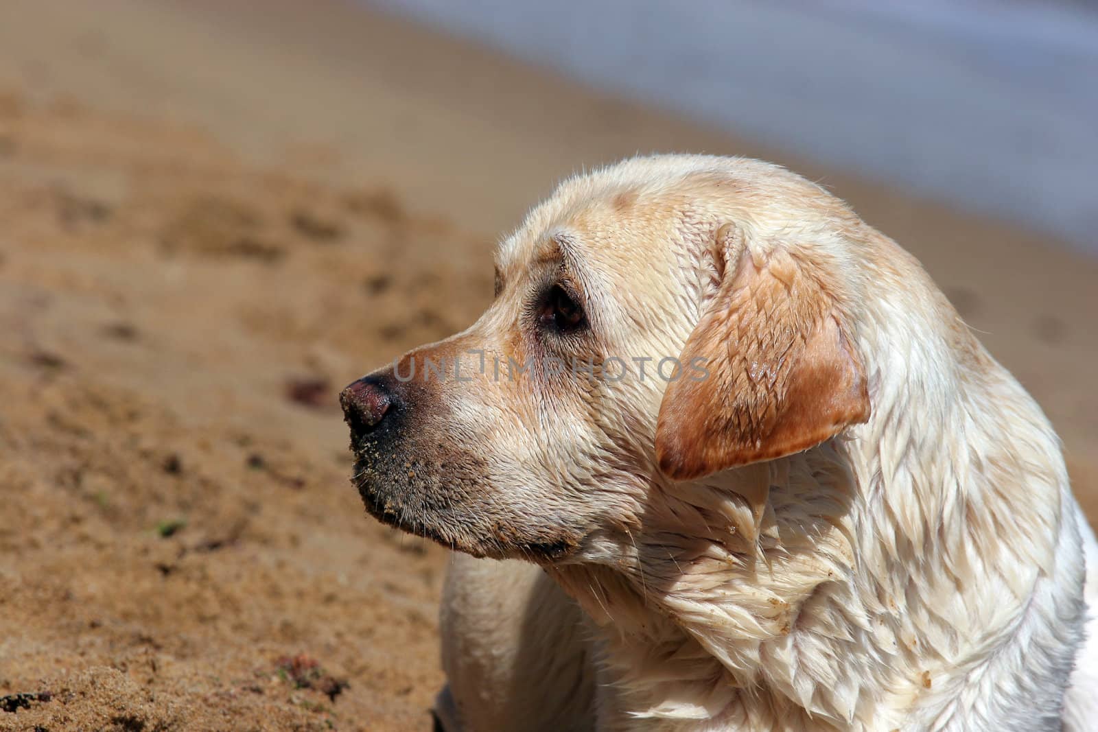 A yellow labrador laying in the beach (Black Sea). Portrait