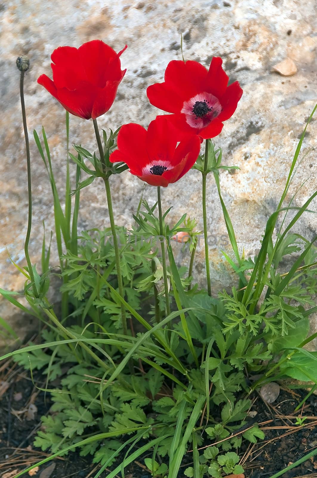 three wild red poppies among the rocks