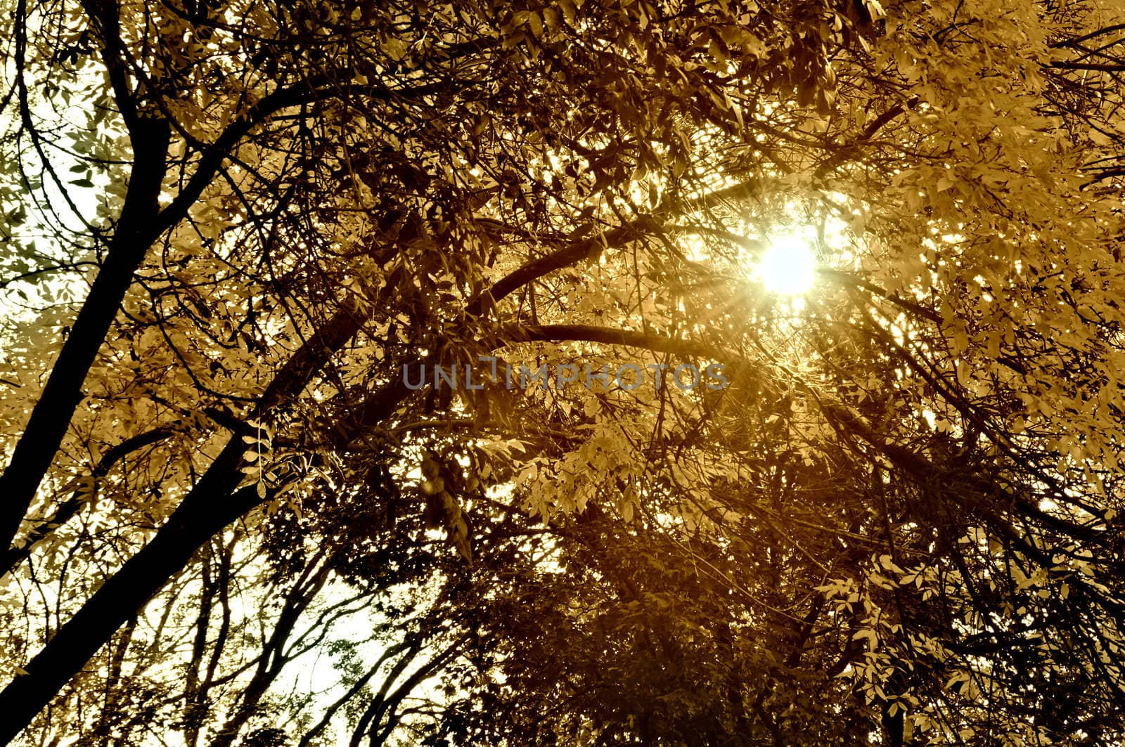 Solar beams through trees in September by alena0509