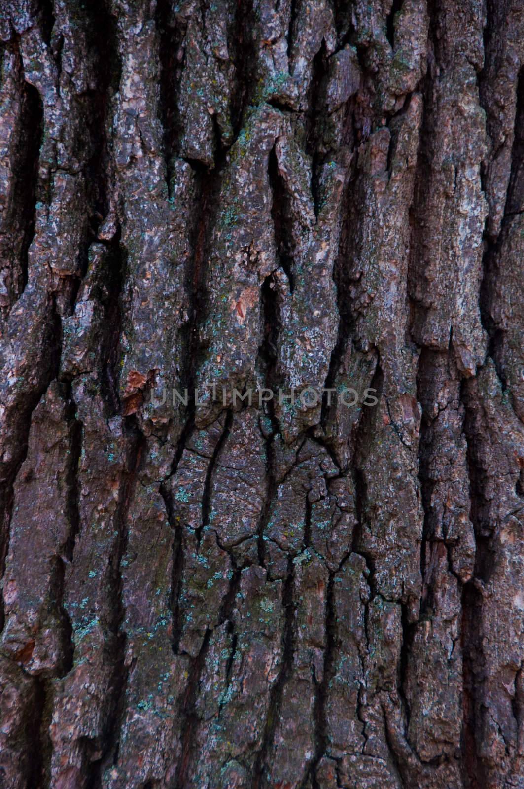 Tree bark by alena0509