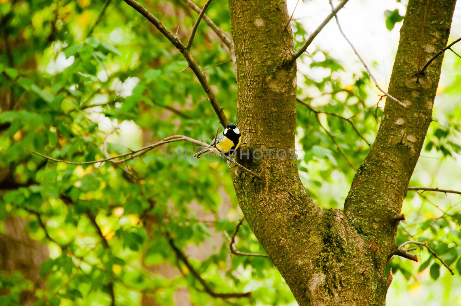 Bird on tree branches  in autumn park