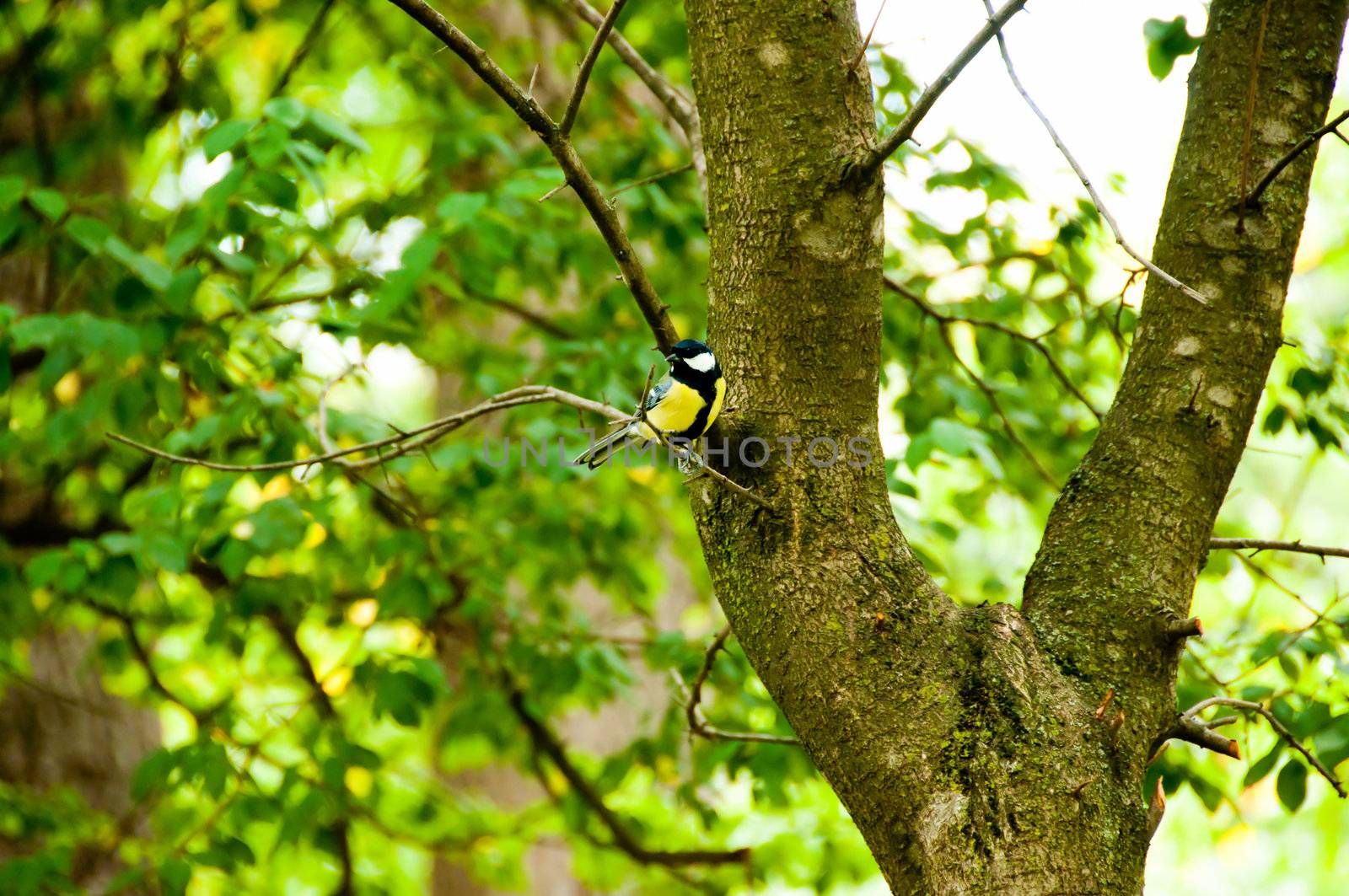 great tit on a branch by alena0509