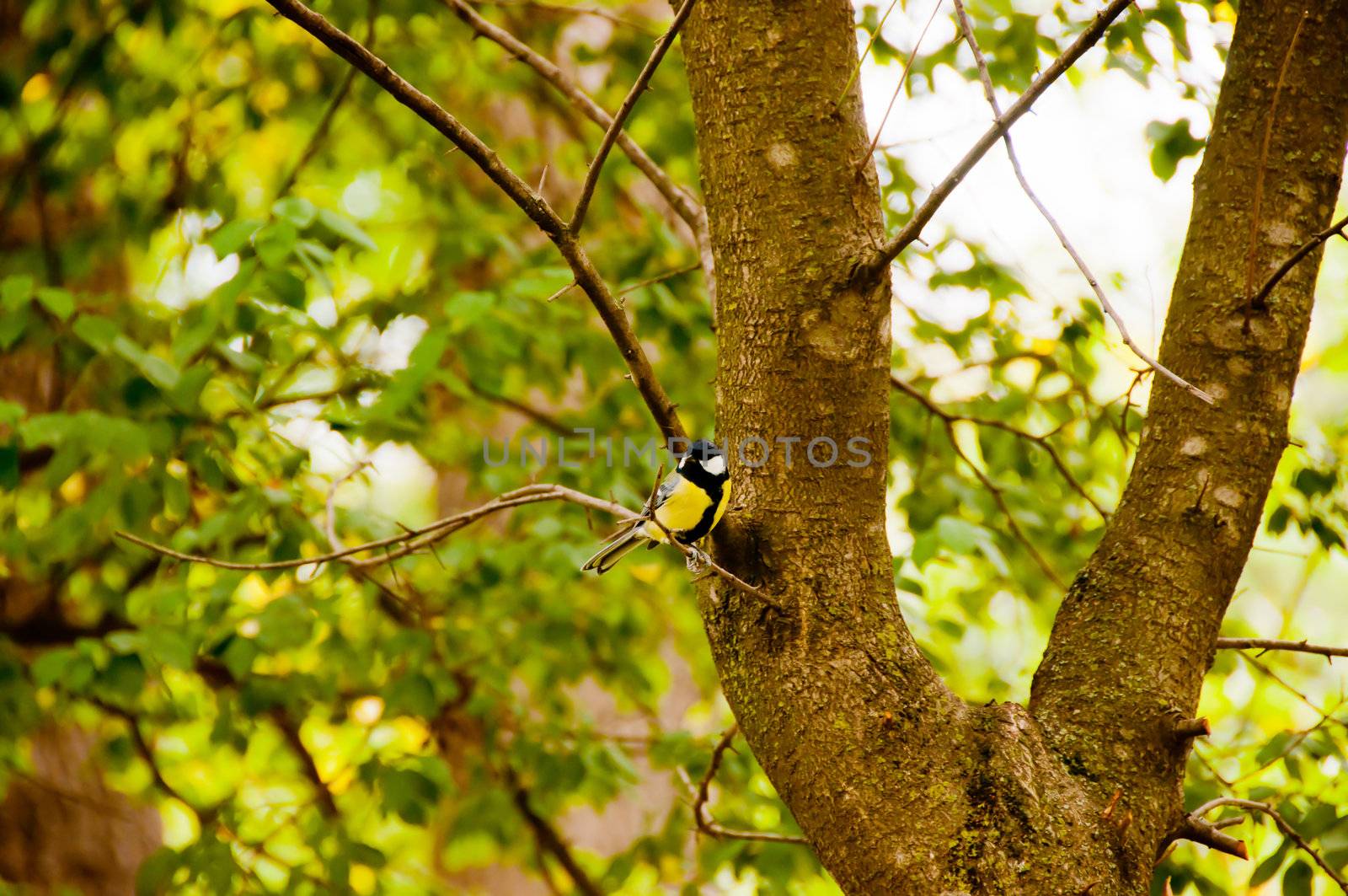 great tit on a branch by alena0509