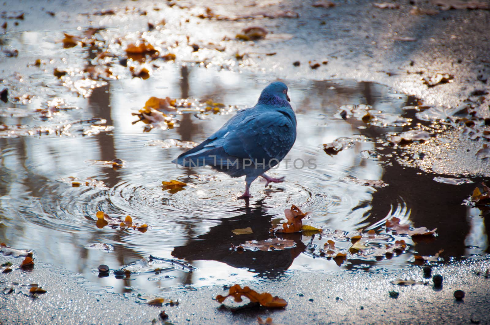 The bird a pigeon goes on a pool on asphalt