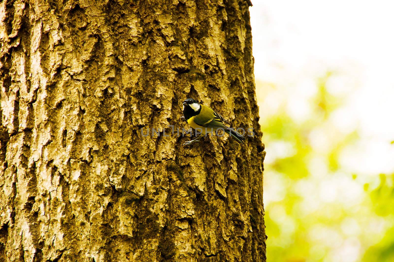 Bird on tree branches  in autumn park