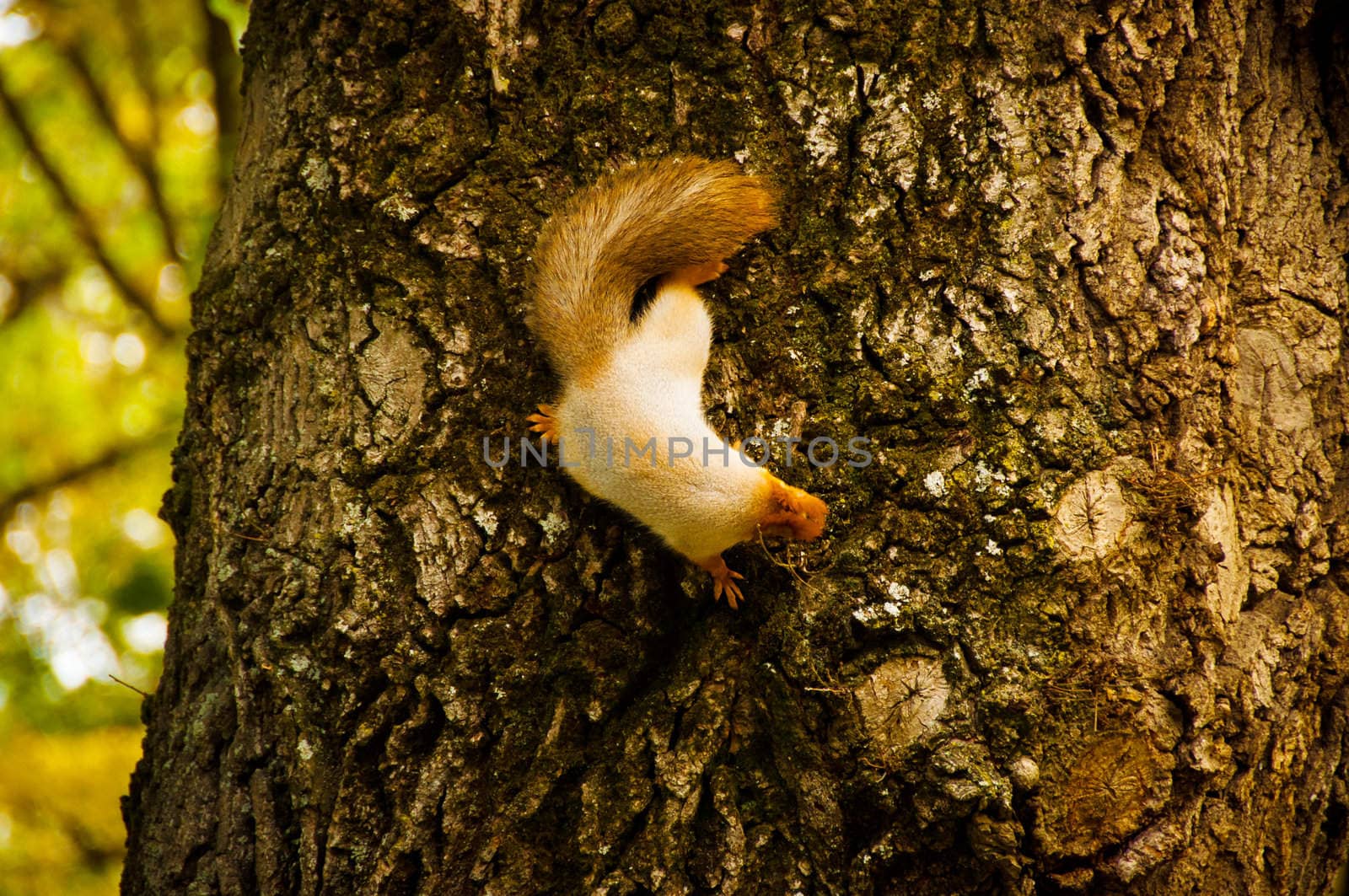 Red nice squirrel sitting on the tree