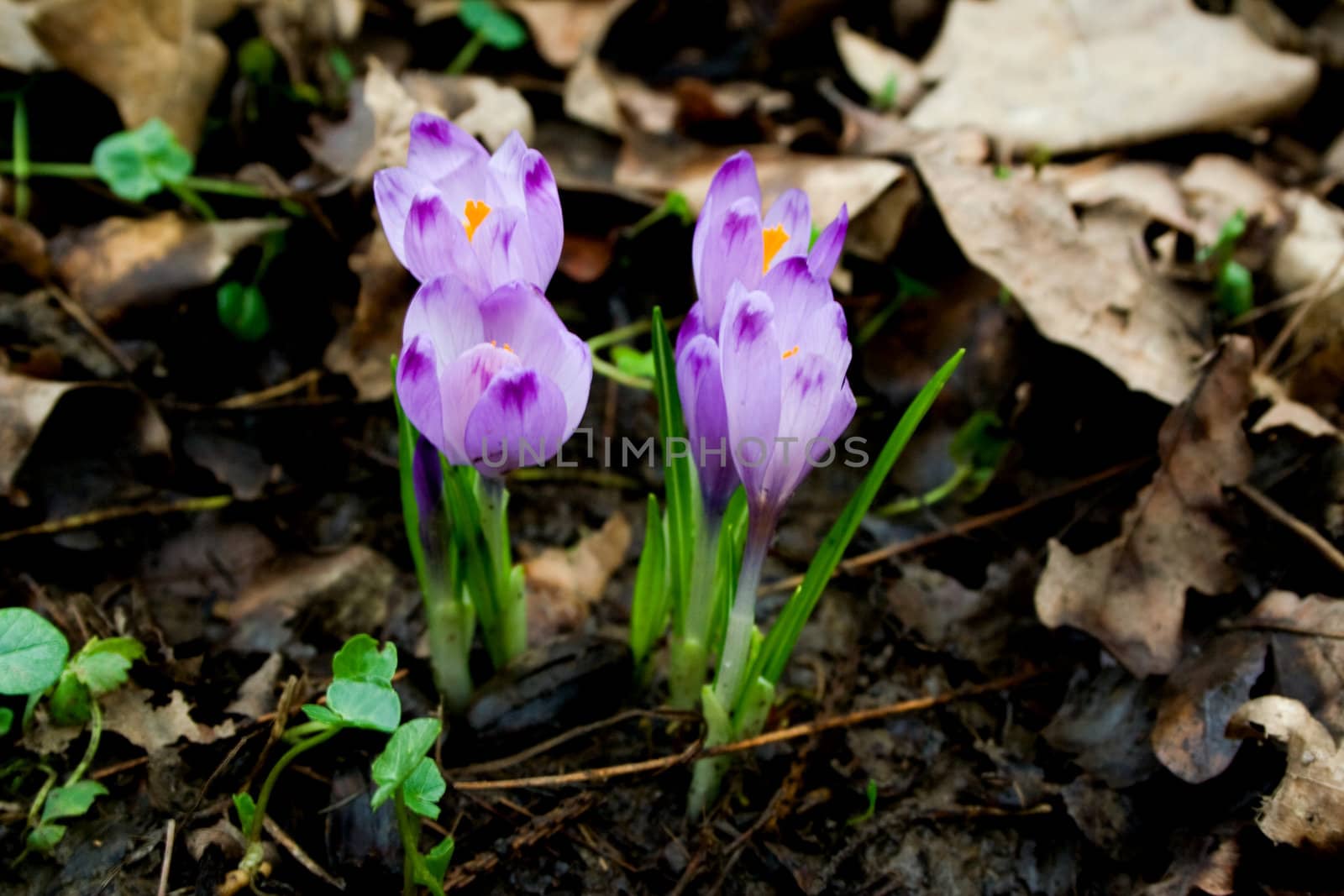 Crocus spring flower