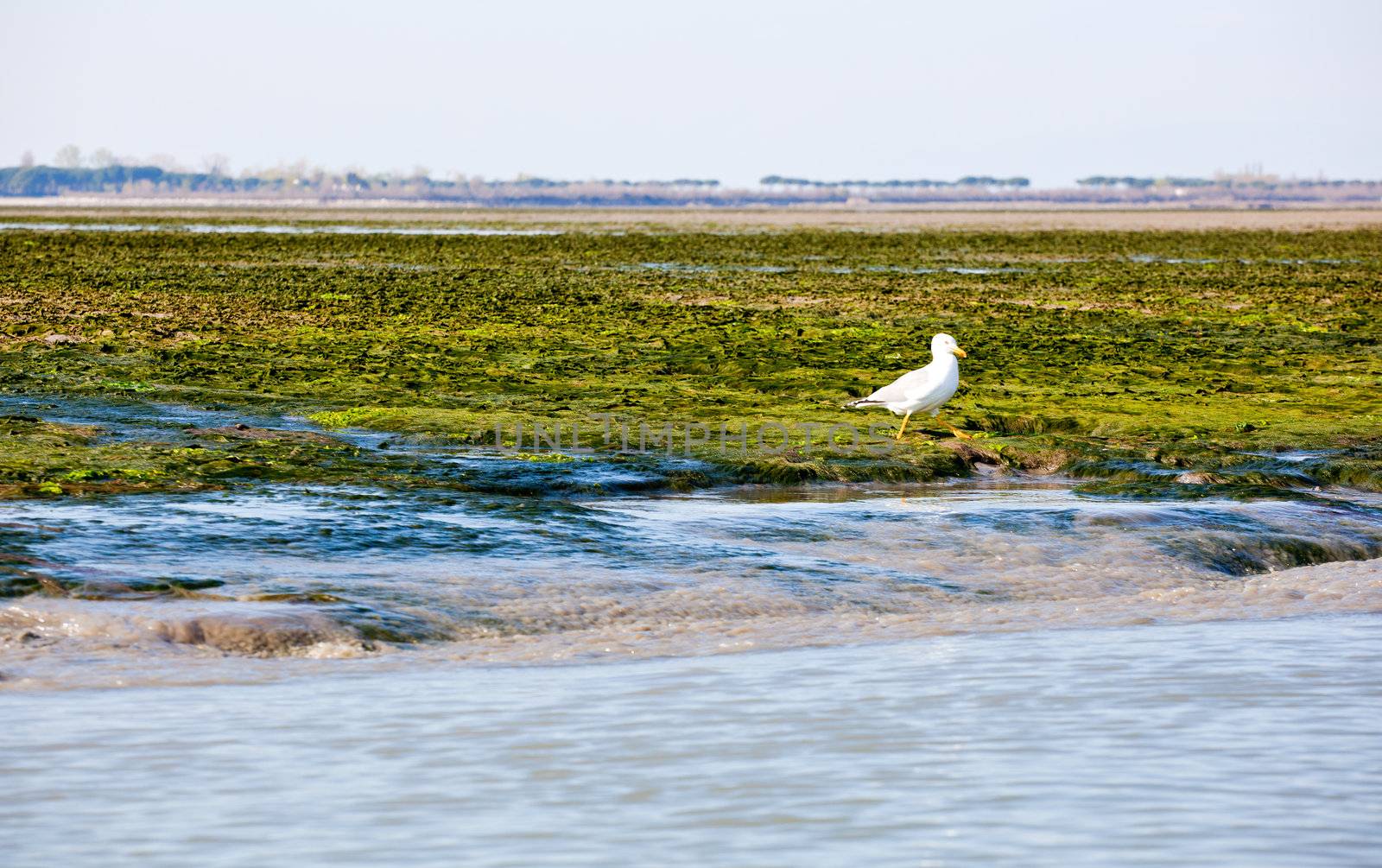 Grado lagoon, Friuli Venezia giulia - Italy