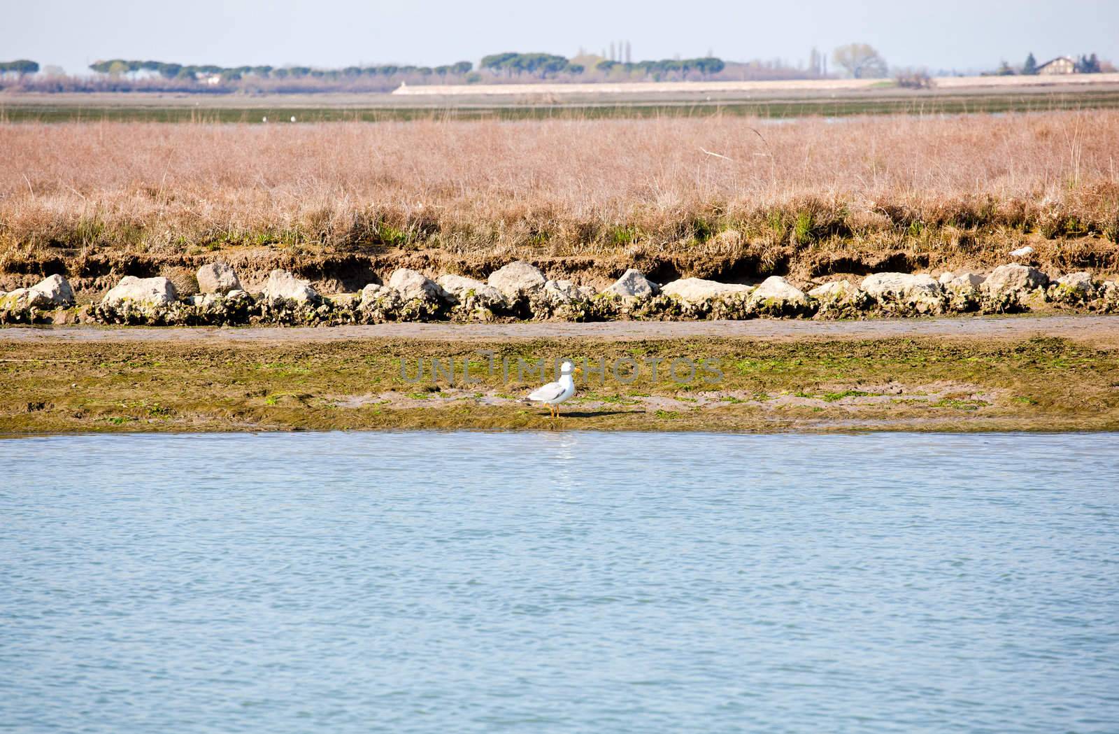 Grado lagoon, Friuli Venezia giulia - Italy