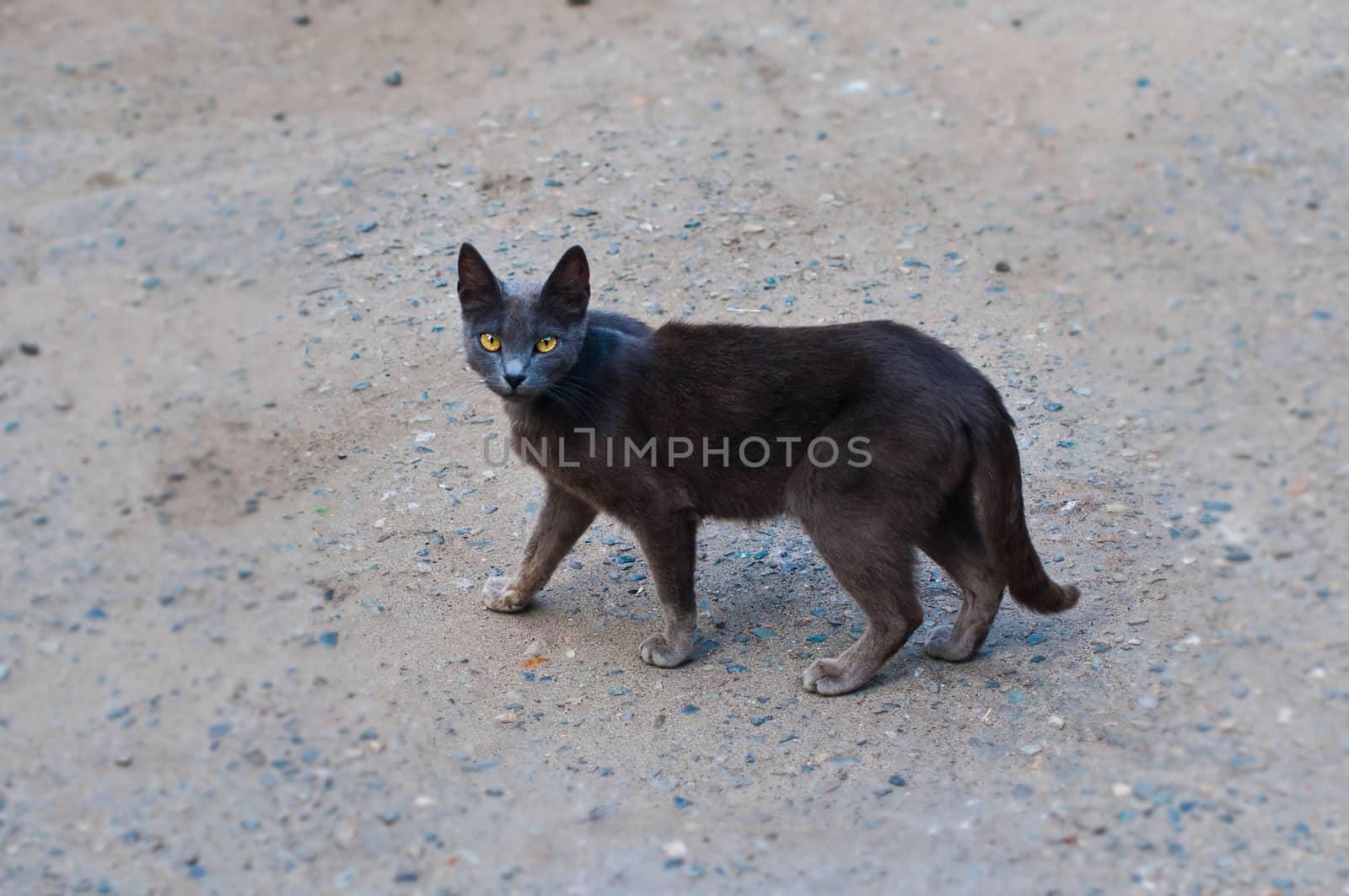 Beautiful black cat by alena0509