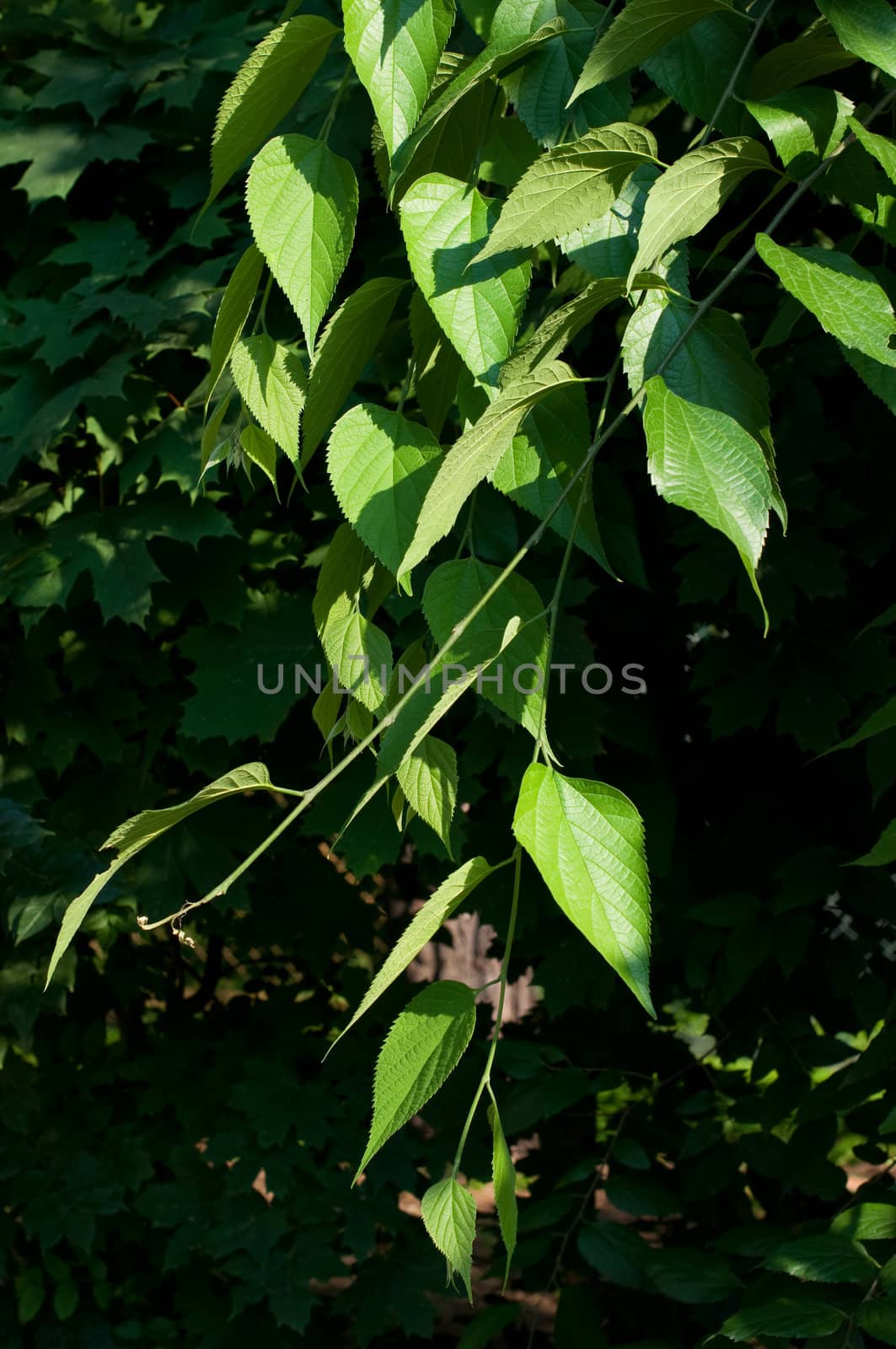 fresh new green leaves glowing in sunlight by alena0509