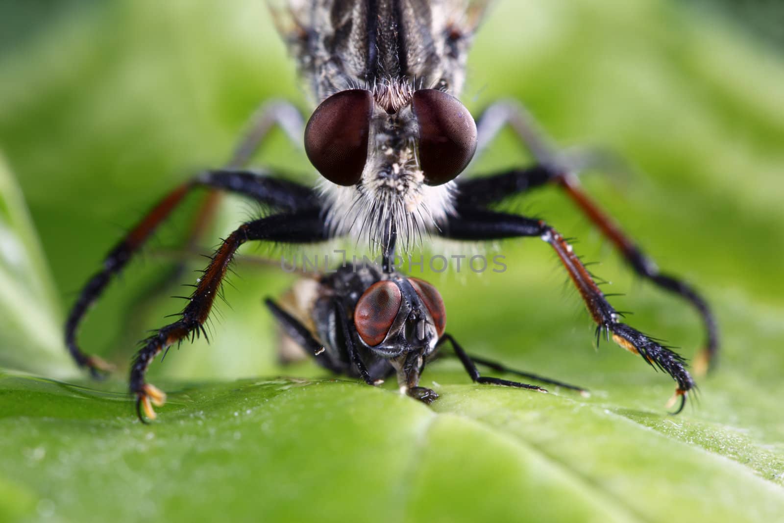 An extreme macro shot of a robber fly (Triorla interrupta) as it eats the insides of a common house fly. Robber fly's inject saliva containing neurotoxic enzymes which paralyze and digest the insides of its prey. It then sucks the liquified meal through its proboscis. Robber fly's are very aggressive hunters and will hunt other flies, beetles, butterflies, moths, bees, dragon flies, wasps, grasshoppers, and some spiders.