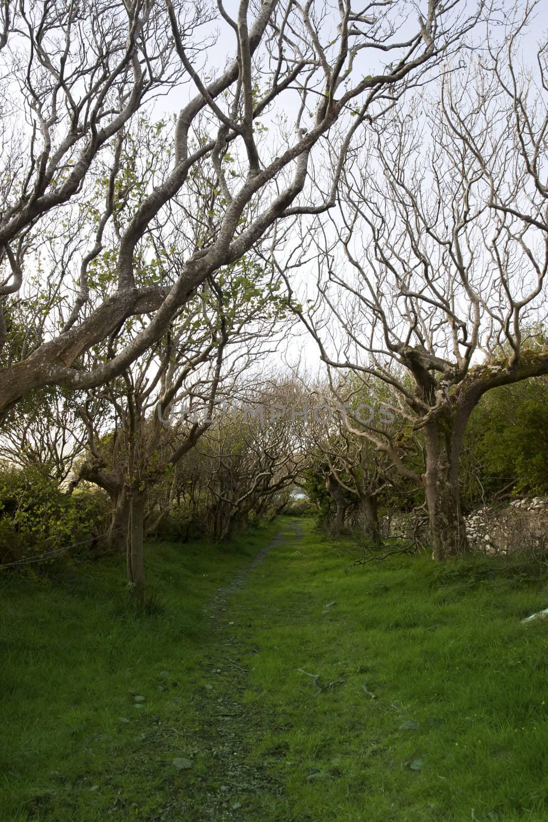 tree lined path in Ireland by morrbyte