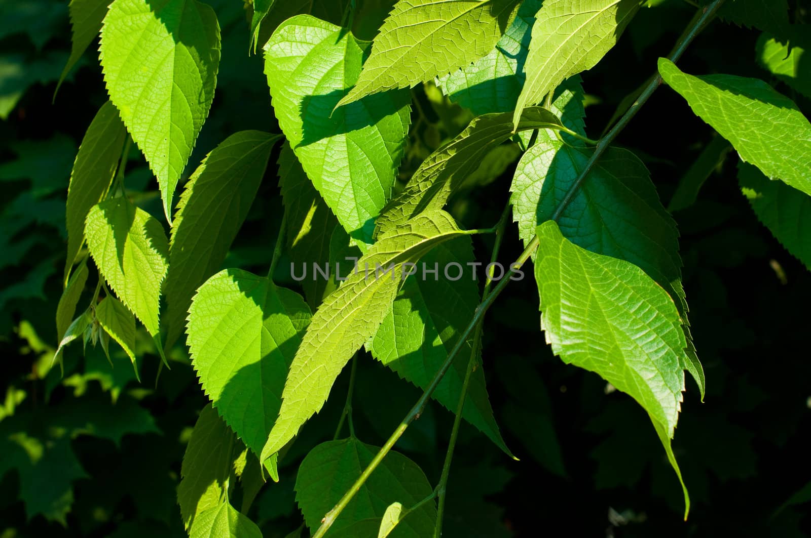 Bright green branches of a tree close up