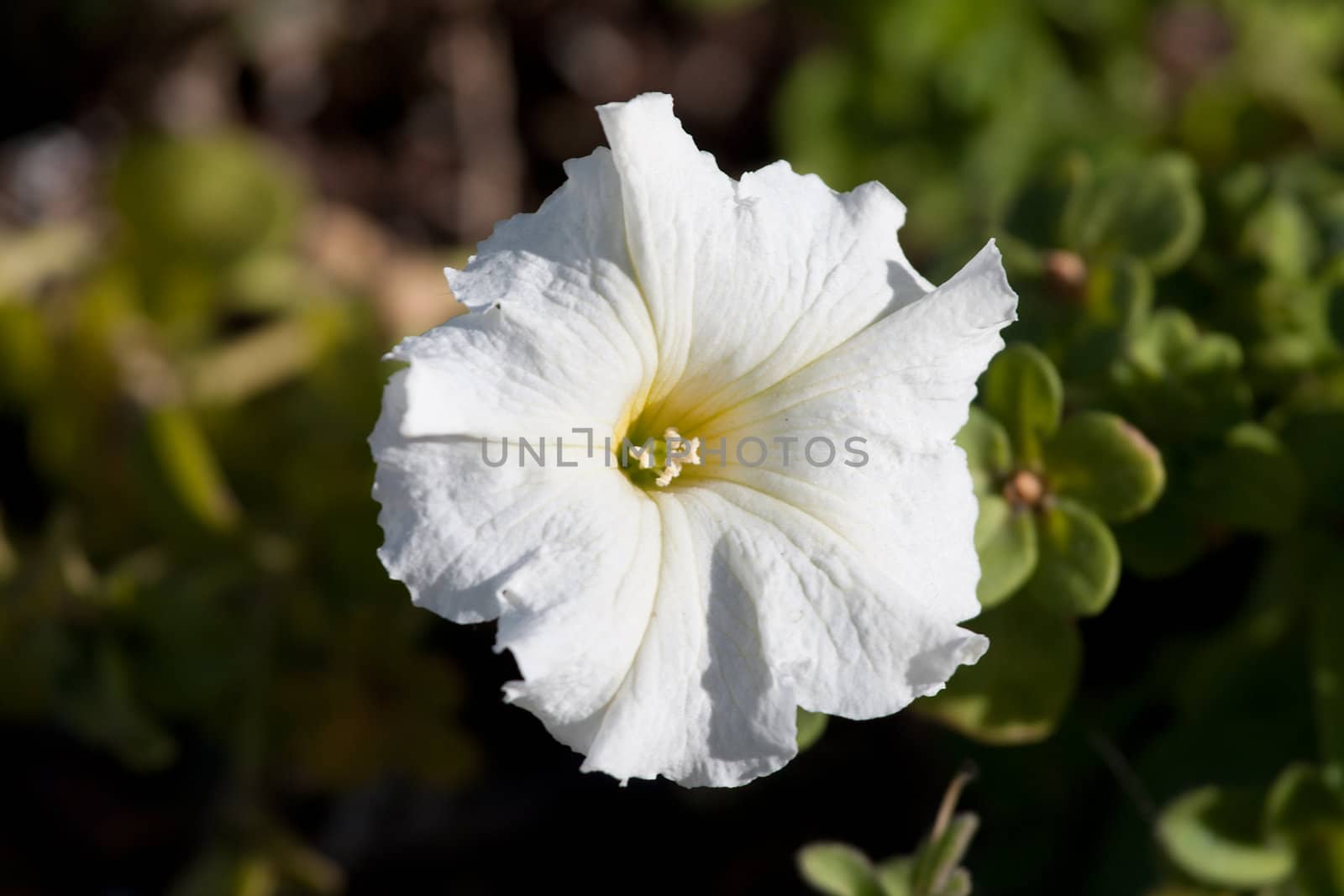 white petunia flower with leafs in garden