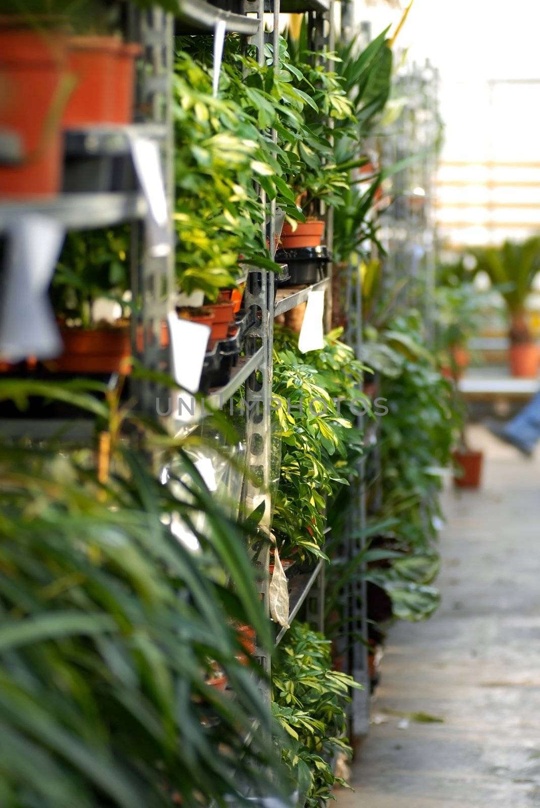 various plants in pots on shelves in garden center