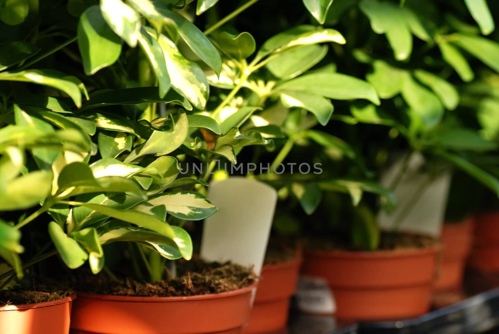 Shefflera plants in garden center by simply