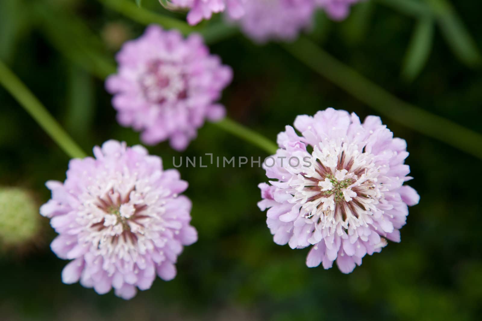 Three pink purple blossoms on blurred green background. Scabiosa