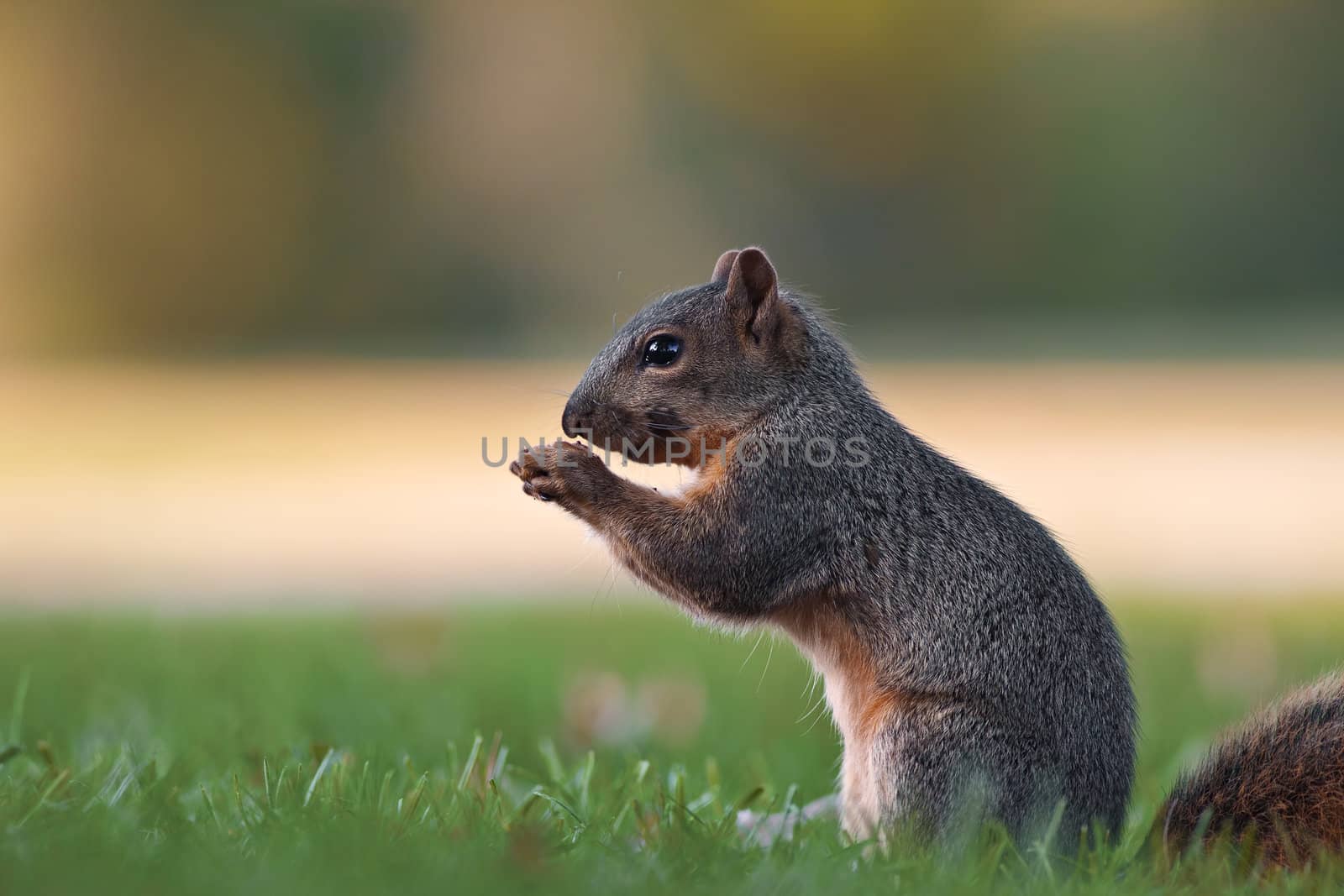 A close up shot of a Eastern Fox Squirrel (Sciurus niger) eating from the forrest floor.