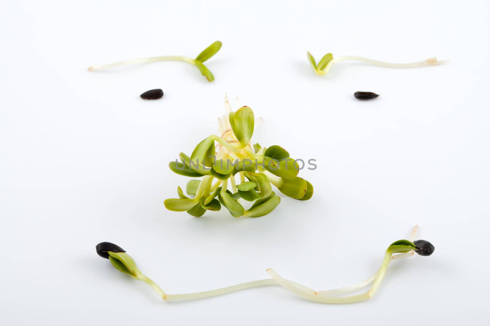 Fresh alfalfa sprouts isolated on white background