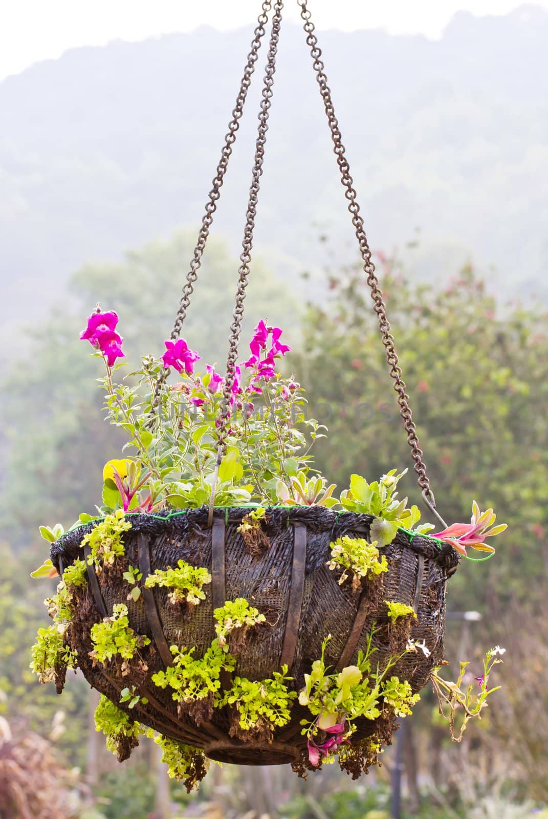 Flowers in the basket