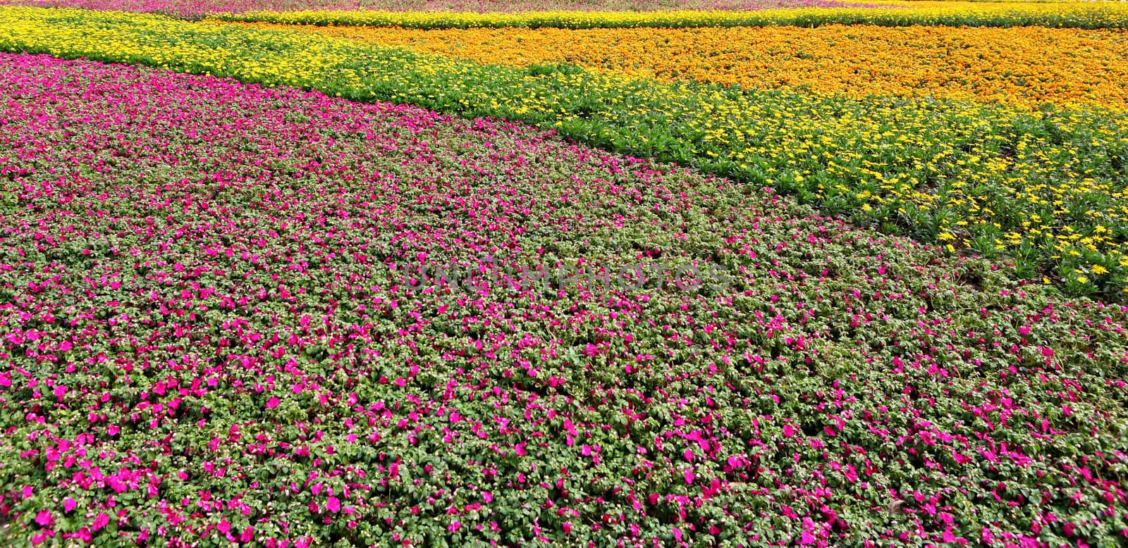flower field by leungchopan