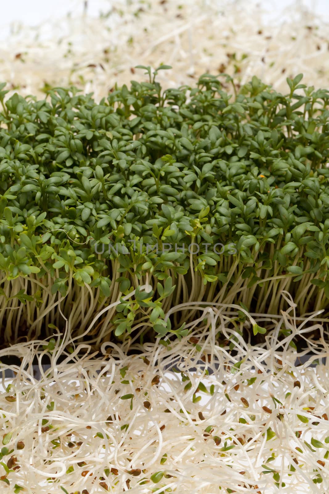 Fresh alfalfa sprouts and cress on white background