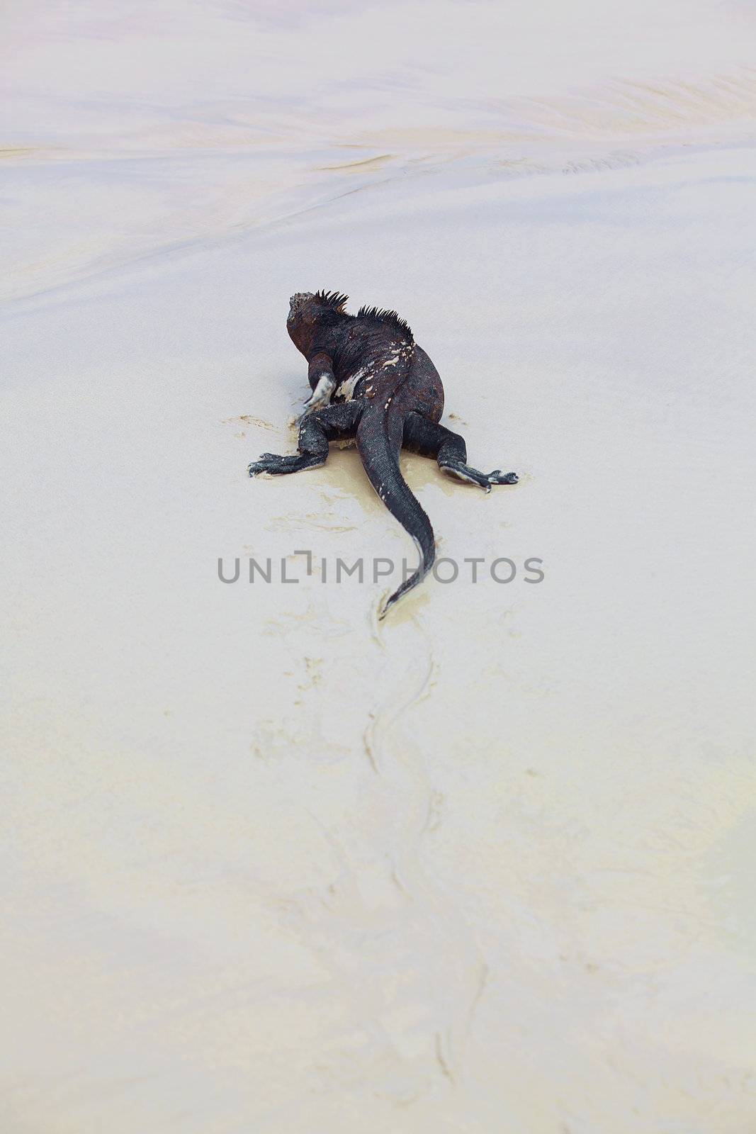 Galapagos marine Iguana by kjorgen