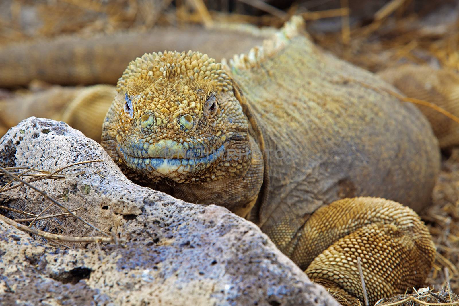 Galapagos land iguana on Santa Fe Island