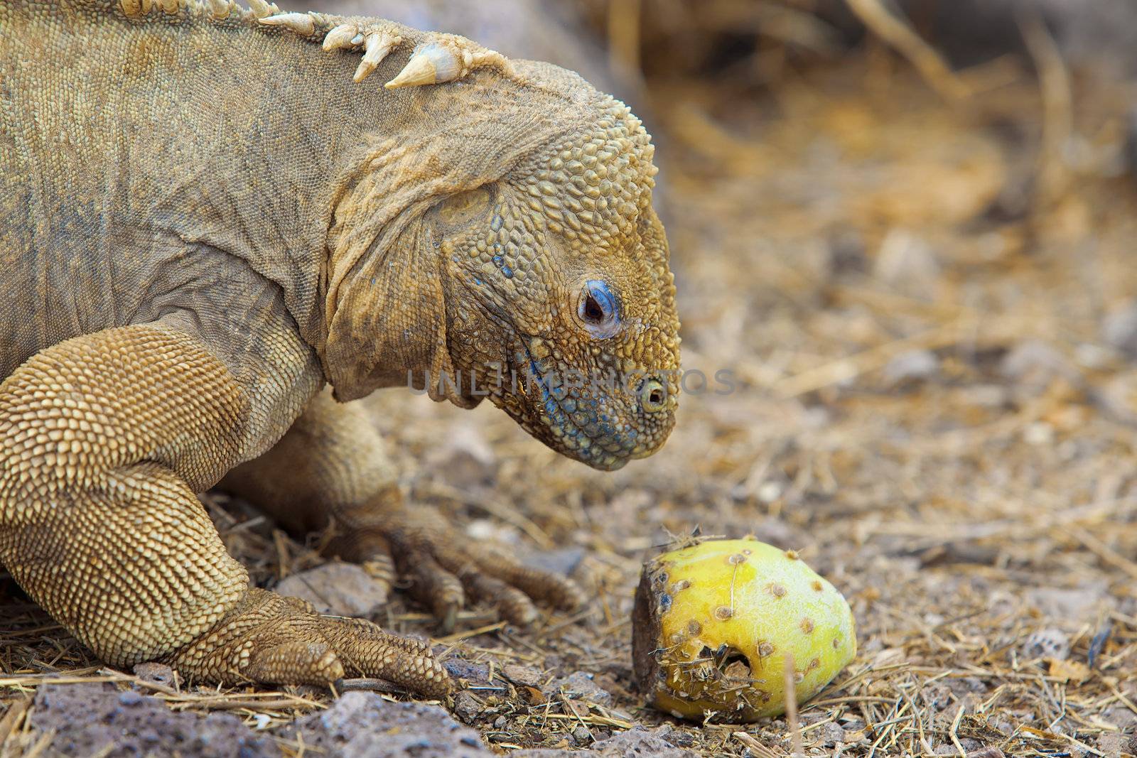 Galapagos land iguana eating cactus on Santa Fe Island