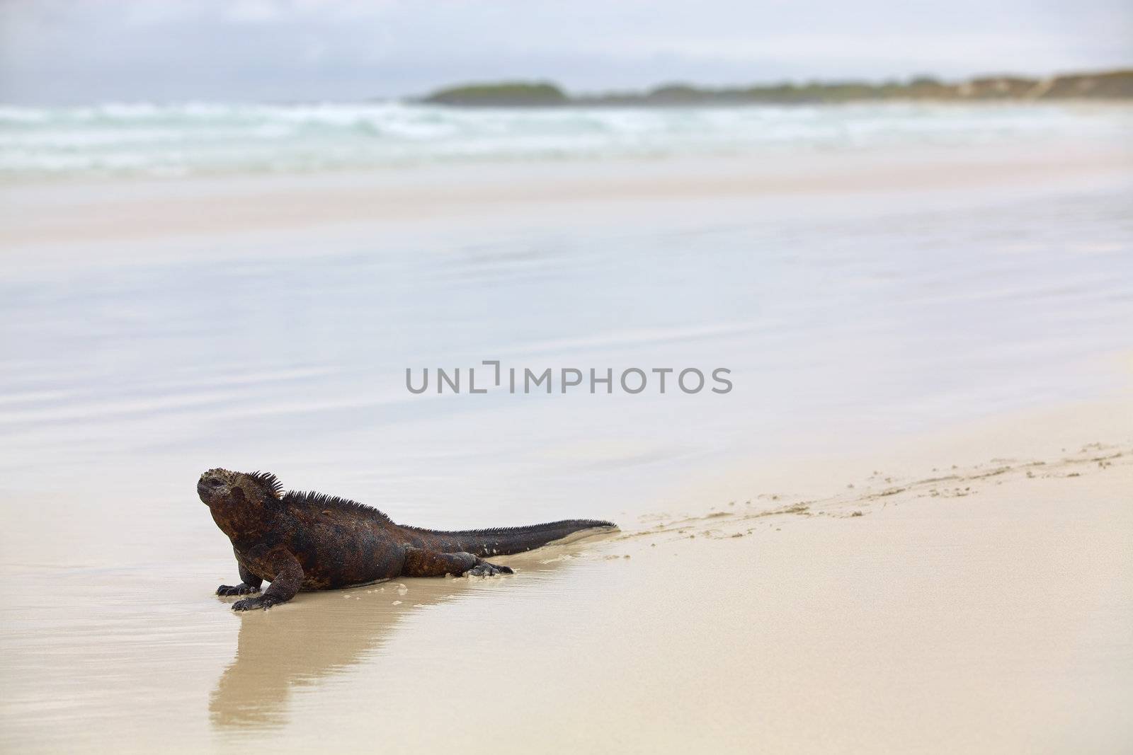 Galapagos marine Iguana by kjorgen