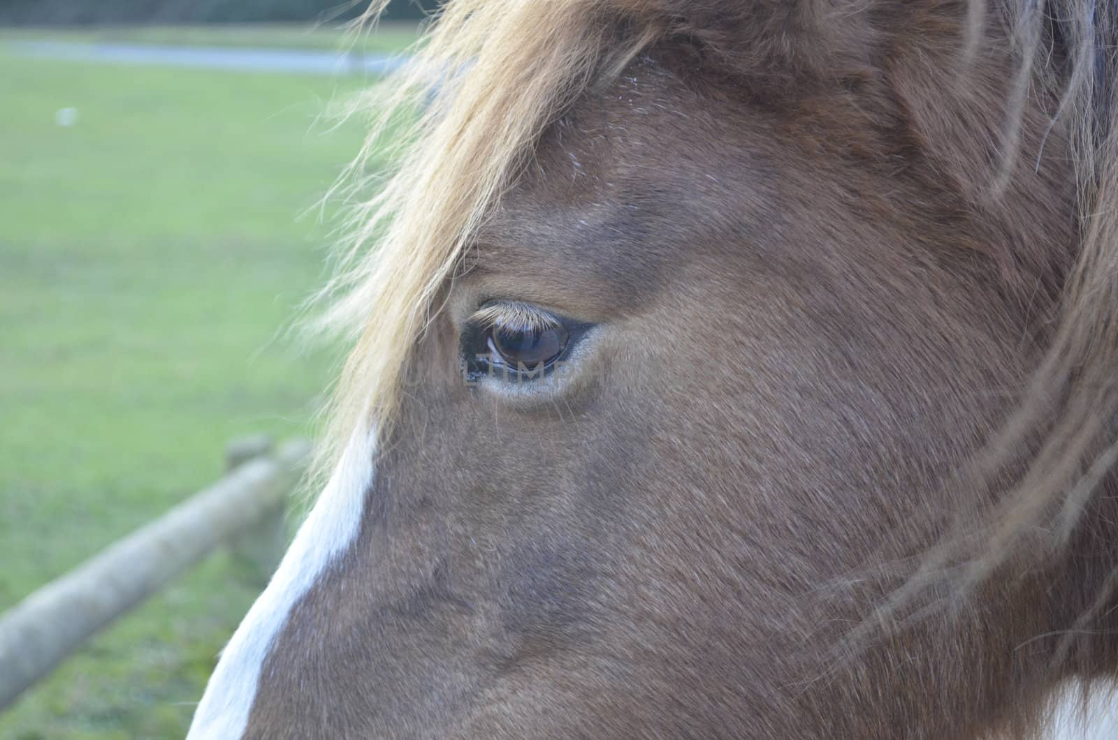 Close up of thoughtful brown horse face