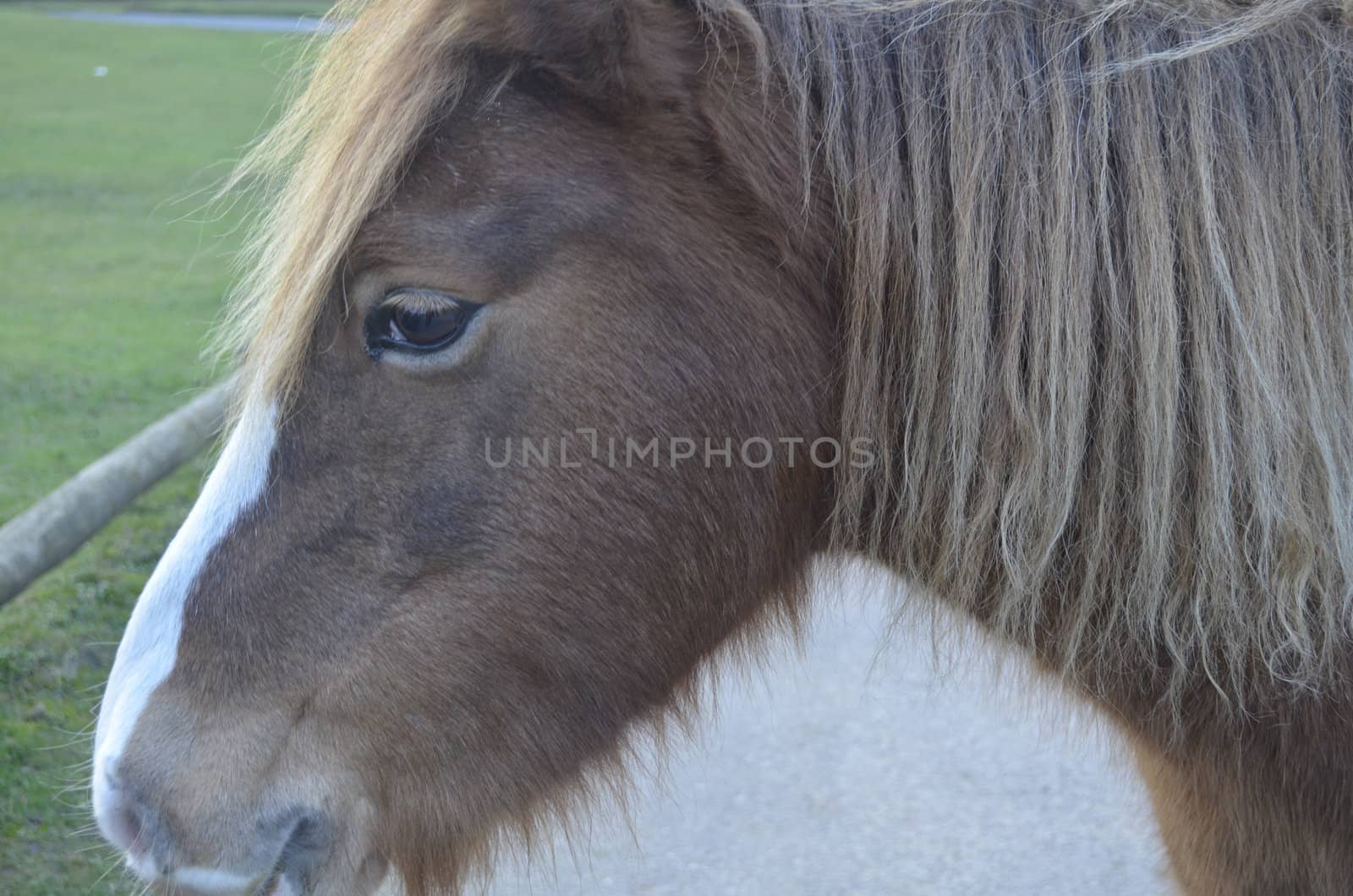 Close up of brown horse with thoughtful face