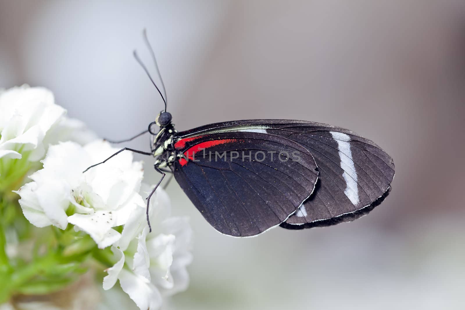 A macro shot of a Sara Longwing Butterfly (Heliconius sara) on some flowers with room for copy space.