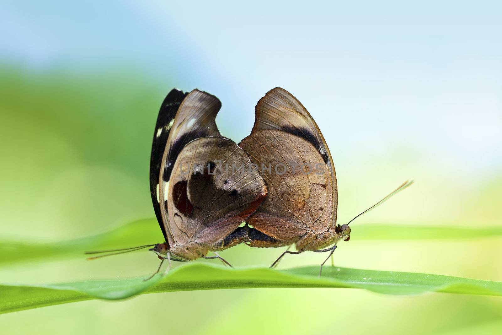 A pair of mating butterflies on a leaf.