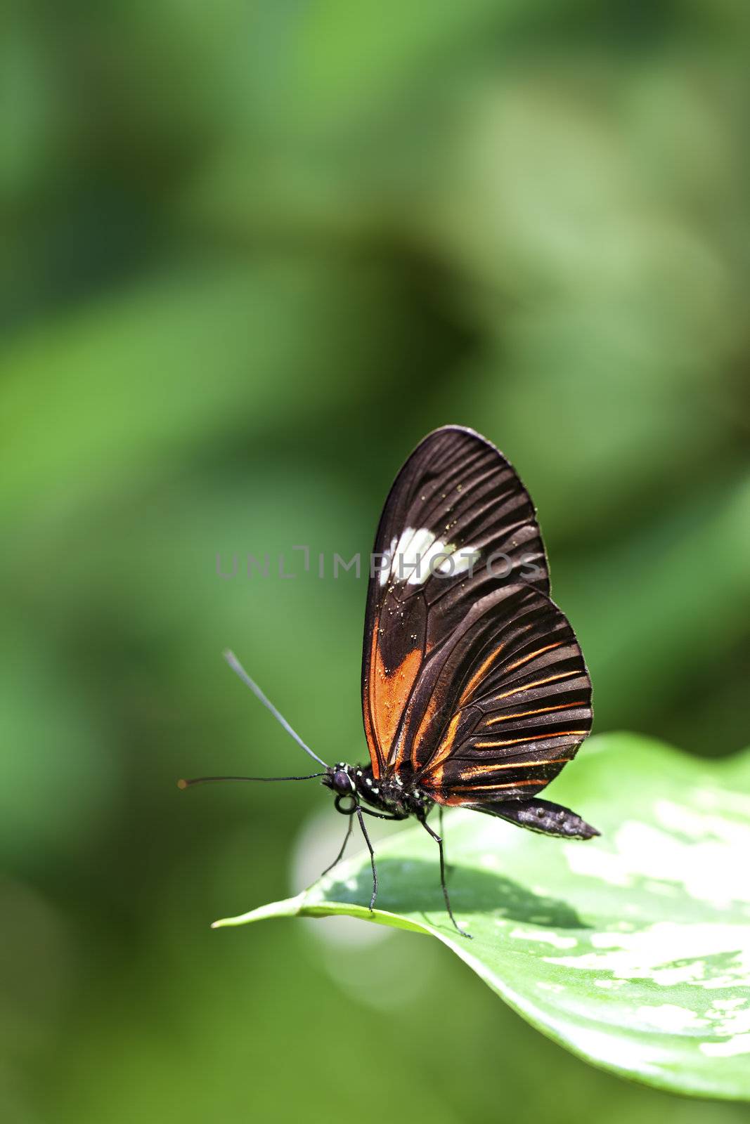 A macro shot of a Small Postman Butterfly (Heliconius erato reductimaculata) on a leaf with lots of room for copy space. These butterflies come from the country of Ecuador.