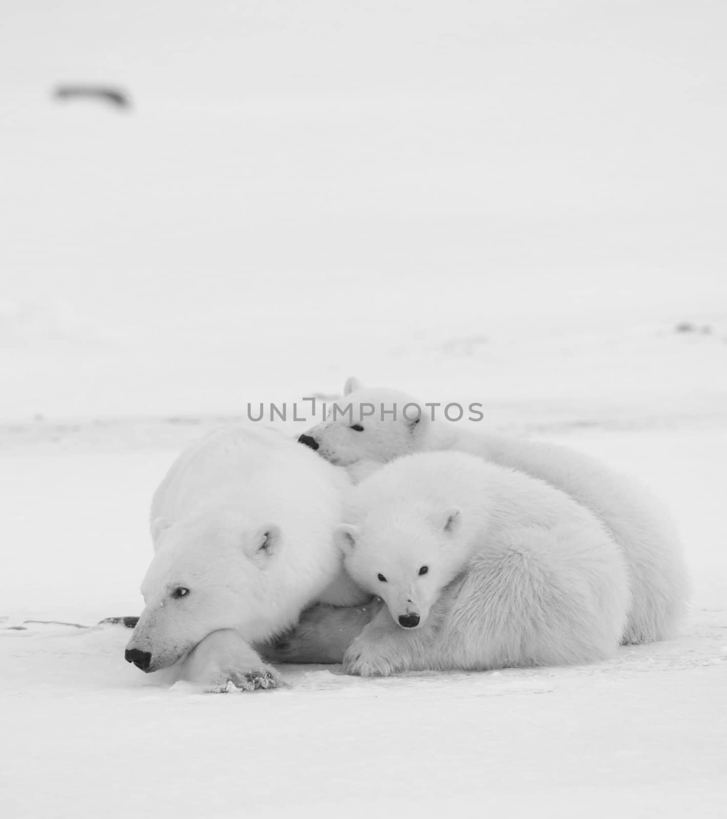 Polar she-bear with cubs. The polar she-bear  with two kids on snow-covered coast.