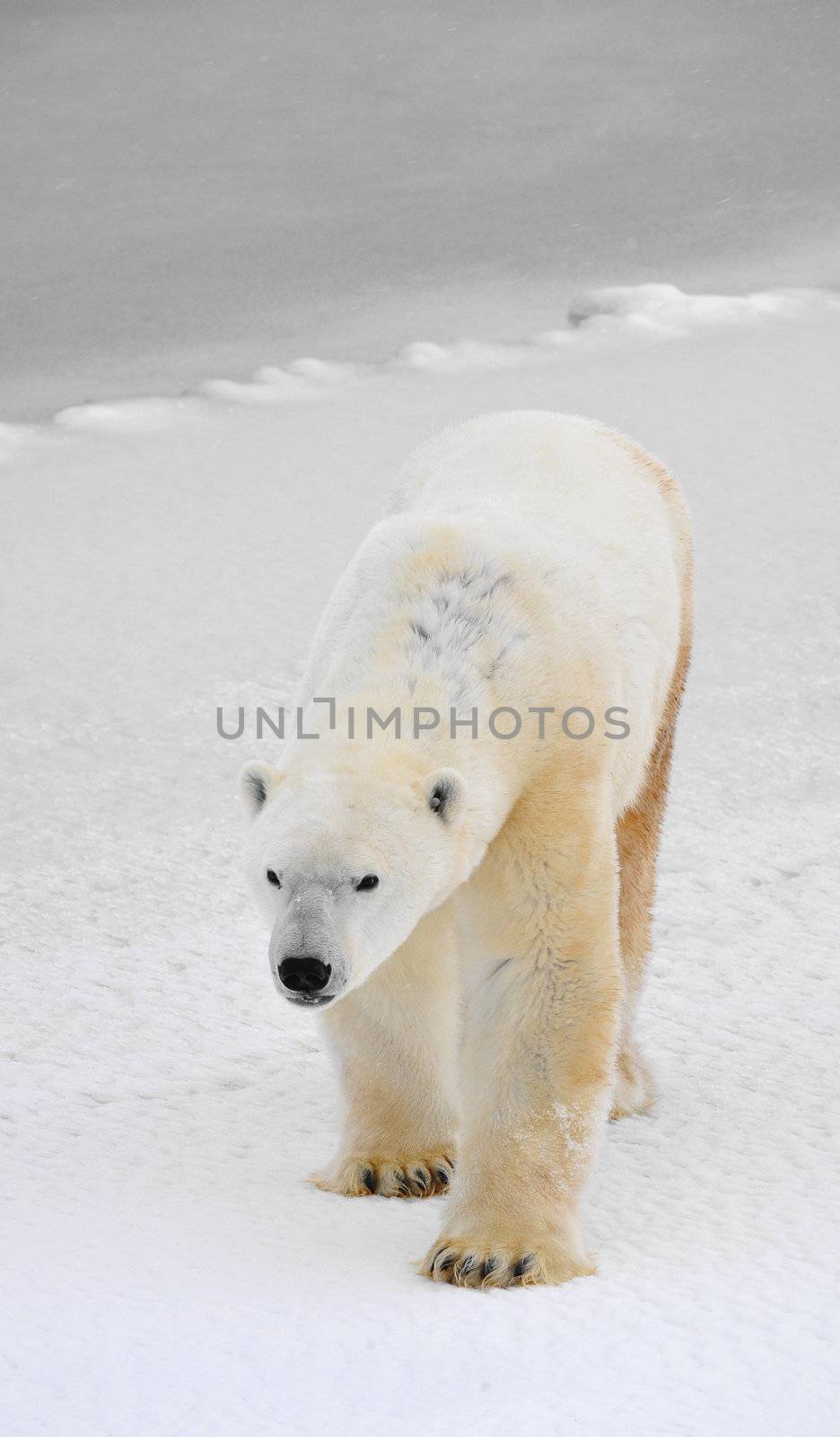 Portrait of a polar bear. Close up a portrait of a polar bear. 