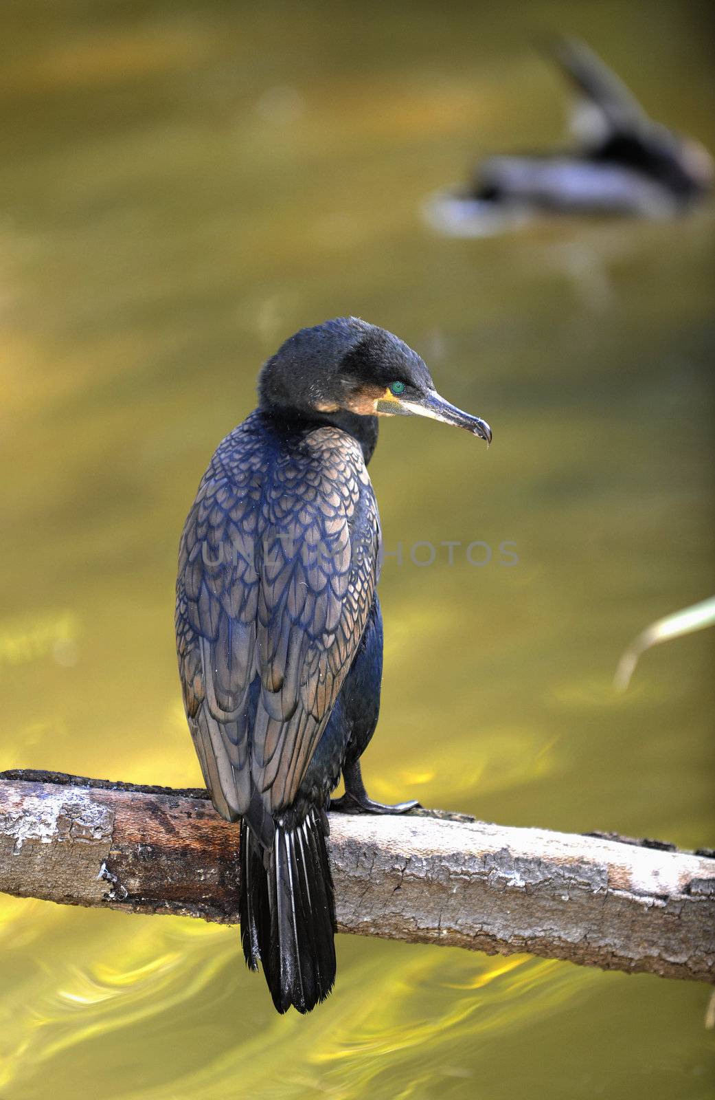 Great cormorant [ Phalacrocorax carbo ] portrait. Sunny day