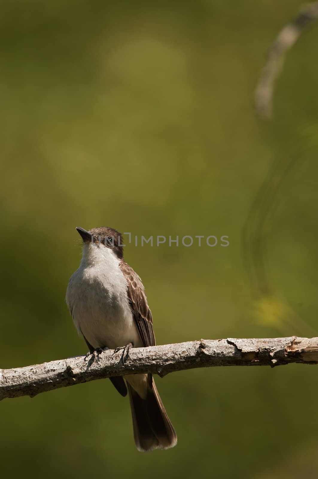 The Cuban Peewee or Crescent-eyed Pewee by SURZ