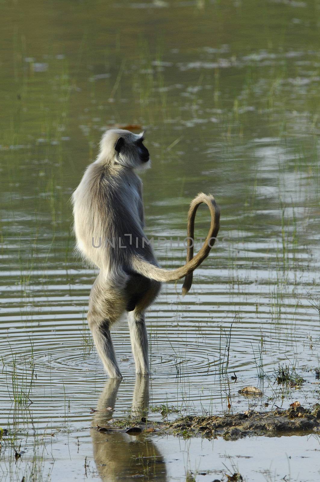 Langur in water  by SURZ