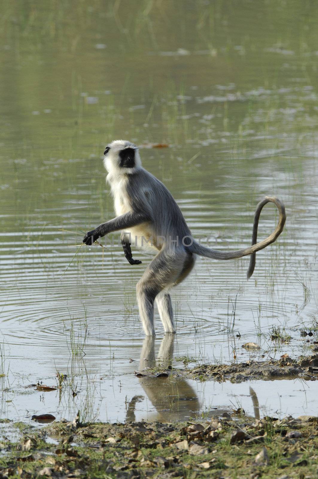 Hanuman Langur Semnopithecus entellus in water