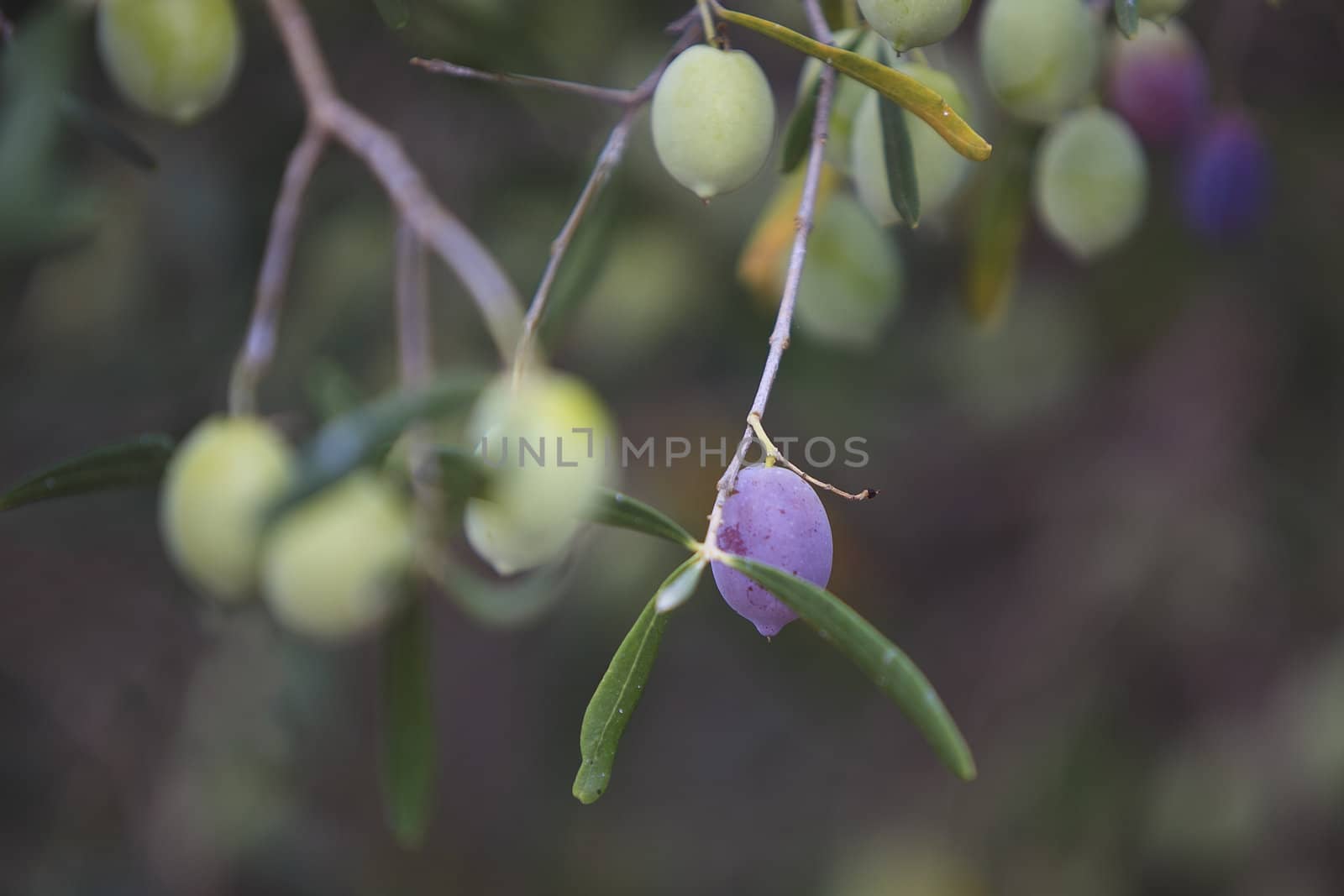 olives hanging from the branches by karelrod