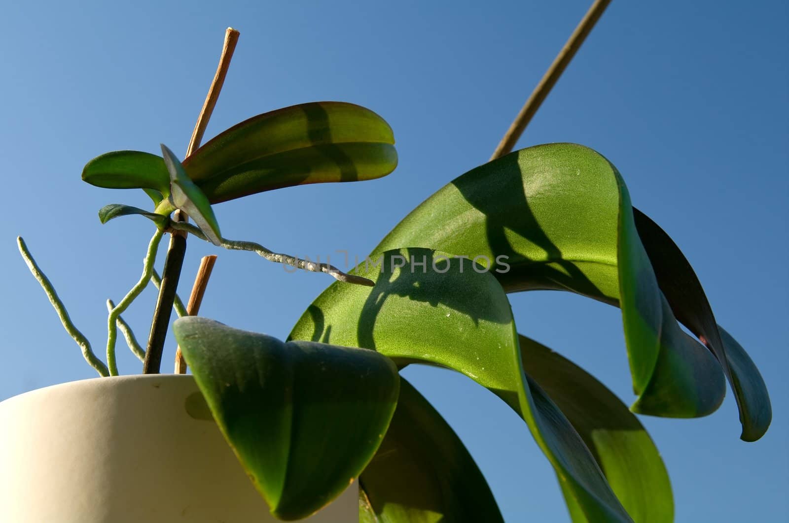 Regular Keikis on Phalaenopsis mother plant, asexually reproduced